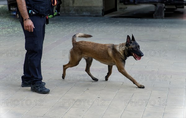 Training of a Belgian Shepherd Malinois dog for police work