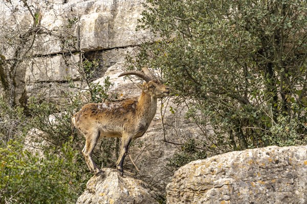 Spanish ibex