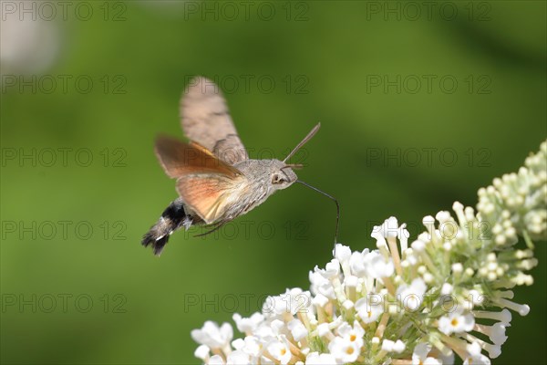 Hummingbird hawk-moth