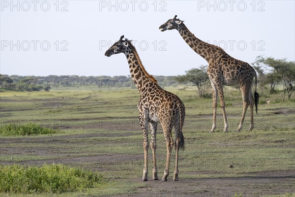 Masai giraffe