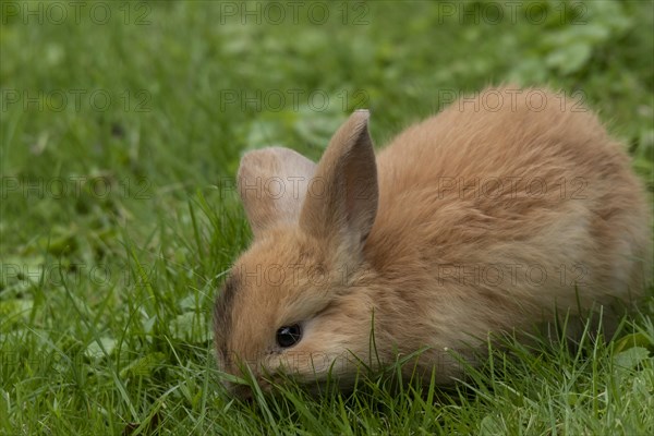 Dwarf rabbit