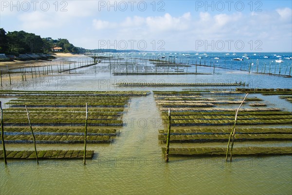 Oyster beds at low tide in the Arcachon basin