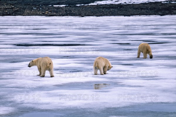Polar bear with a cubs on the ice at Svalbard