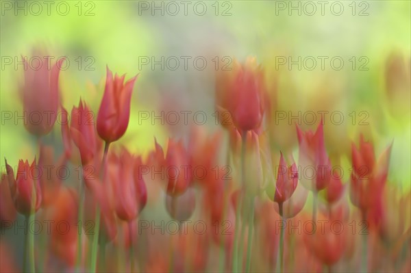 Orphanides tulips