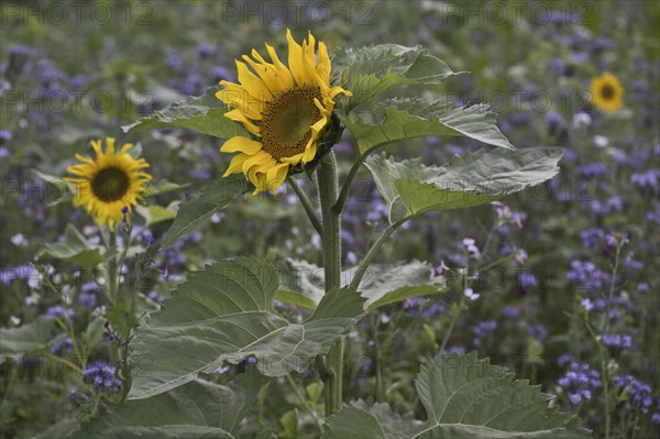 Sunflowers