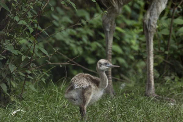 Greater rhea