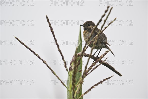 European stonechat