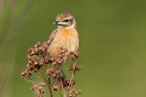 European stonechat