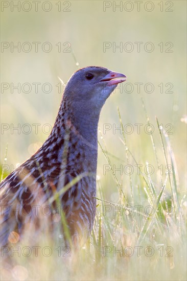 Corn crake