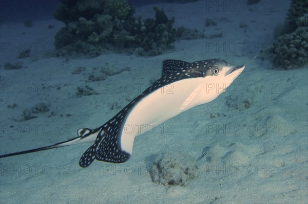 Spotted eagle ray