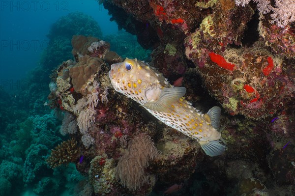 Spotbase burrfish