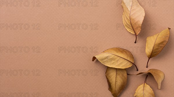 Monochromatic still life composition with leaves