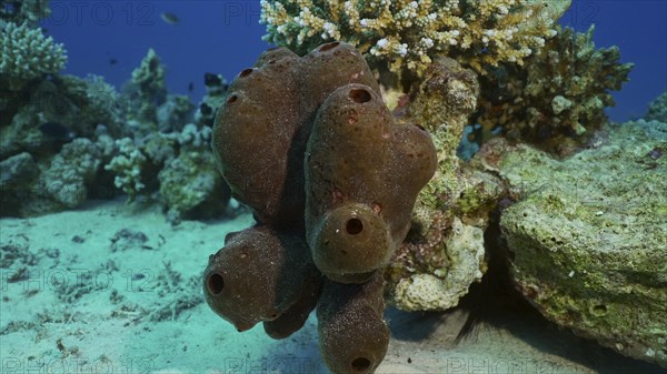 Close-up of Great sea sponge on coral reef at seabed on sunny day