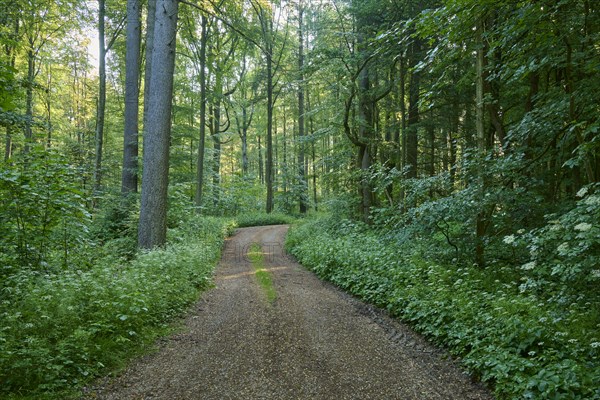 Forest path