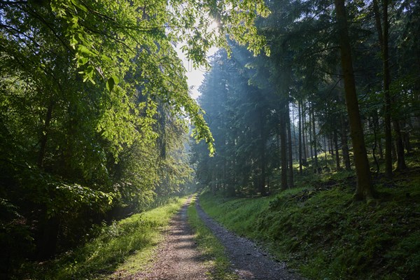 Forest path