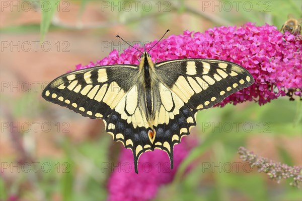 Swallowtail