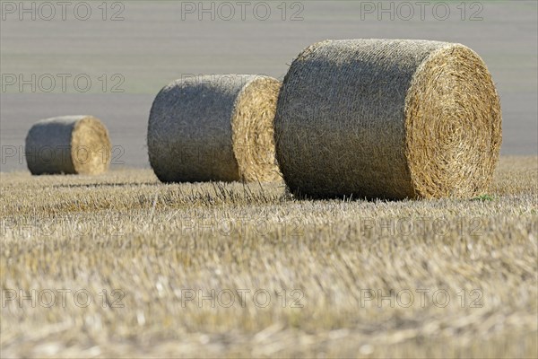 Grain field