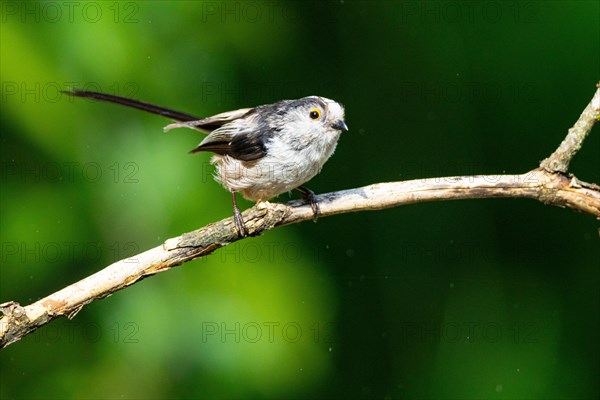 Long-tailed Tit