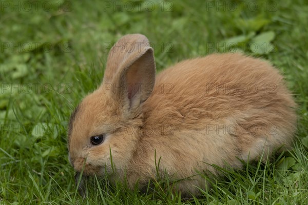 Dwarf rabbit