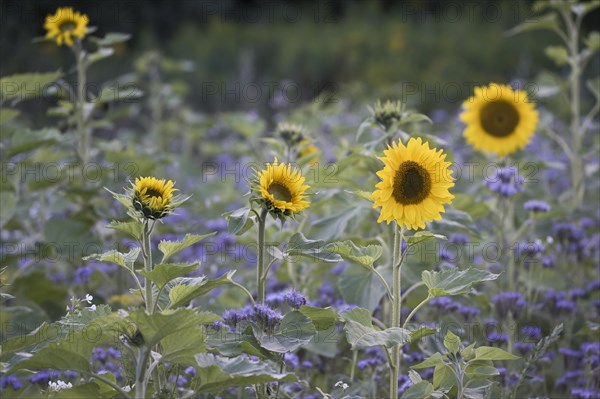 Sunflowers