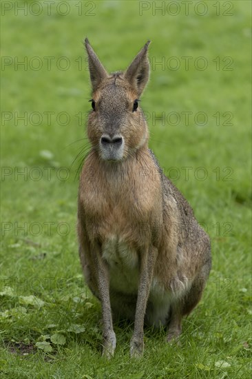 Patagonian mara