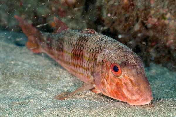 Striped red mullet