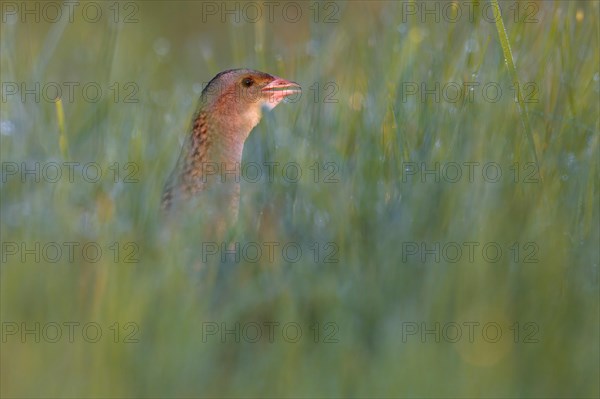 Corn crake