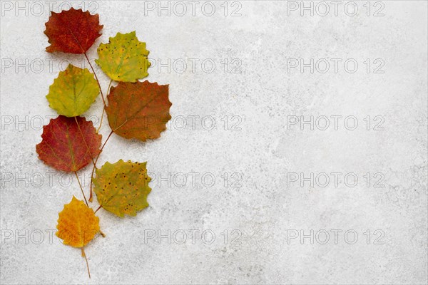 Top view assortment autumn leaves