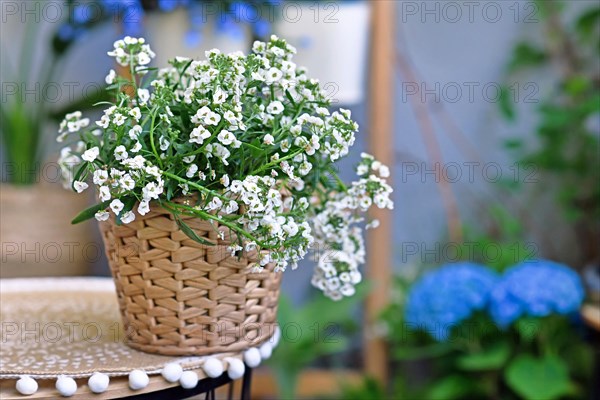 'Lobularia Snow Princess' plant with small white flowers in basket pot