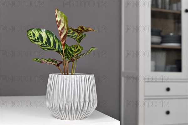 Tropical 'Calathea Makoyana' Prayer Plant in flower pot on table in front of gray wall