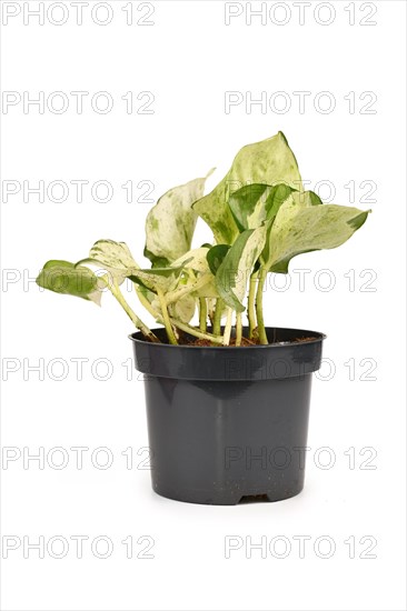 Cream white and green colored Manjula' pothos houseplant in flower pot on white background