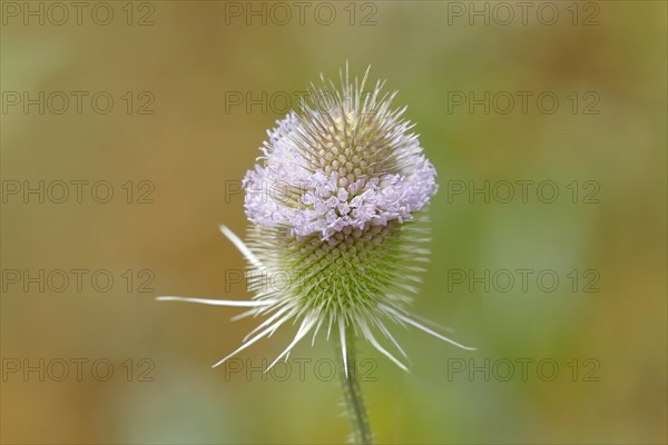 Wild teasel