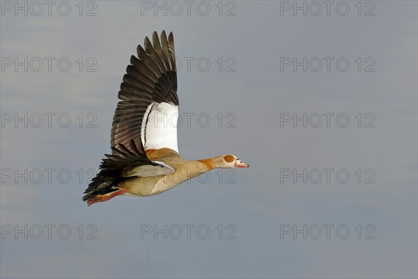 Egyptian Goose