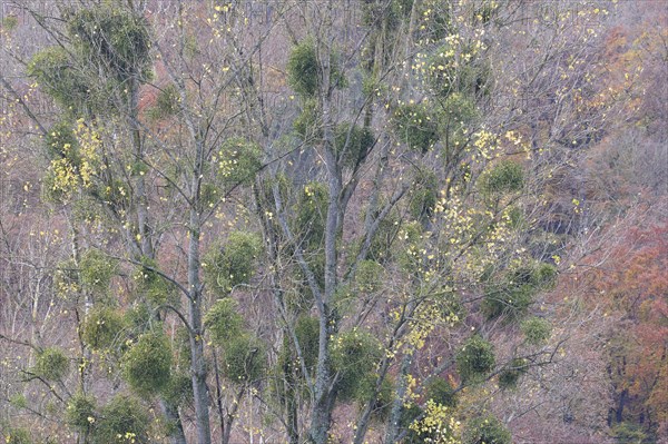 Deciduous trees