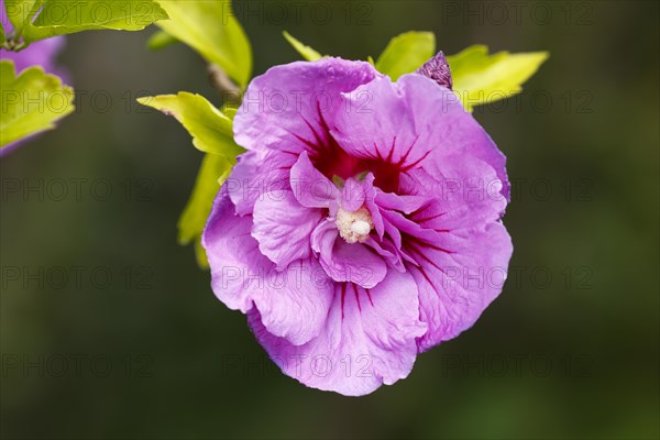 Rose of sharon