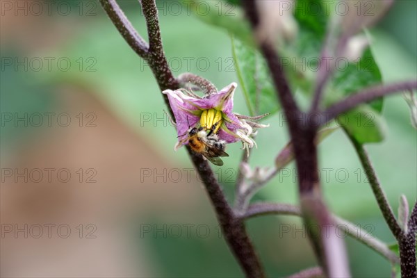 Common carder-bee