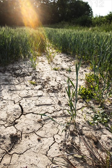 Soil of a wheat field with cracks and furrows after prolonged drought in Duesseldorf