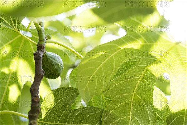 Ripe fig on a fig tree