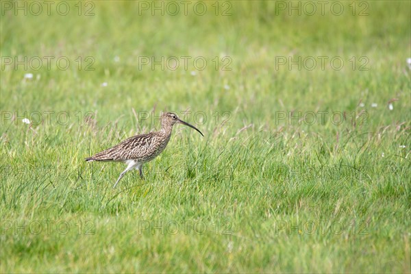 Curlew