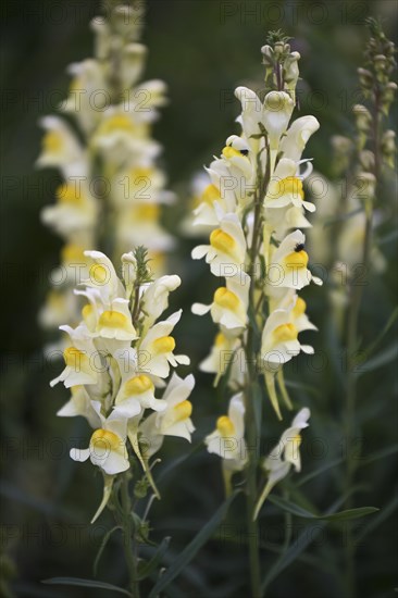 Common toadflax