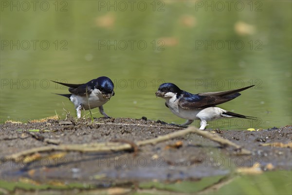 Common house martin