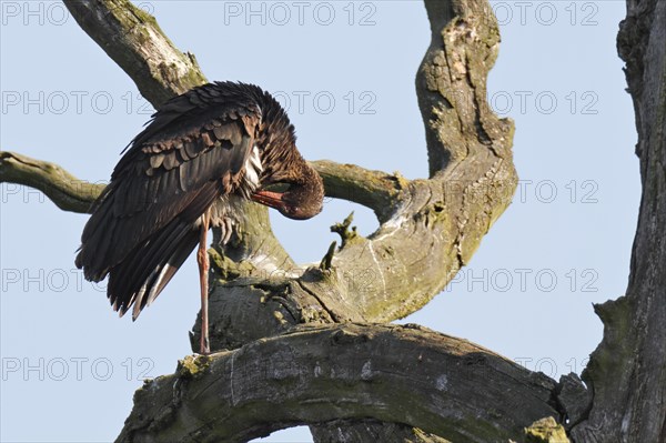 Black stork