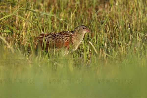 Corn crake