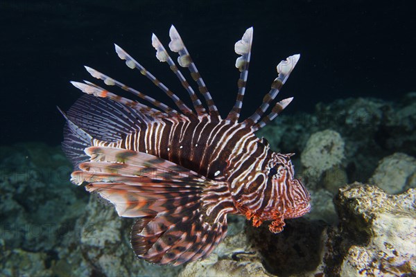 Pacific red lionfish