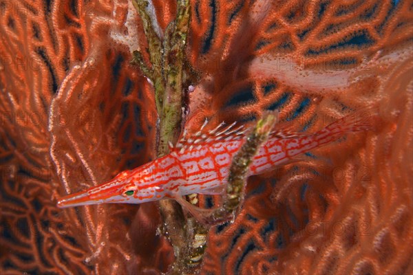 Longnose hawkfish