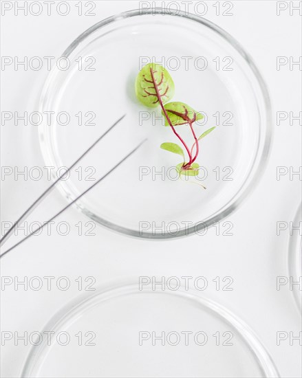 Top view petri dish with plant biotechnology laboratory