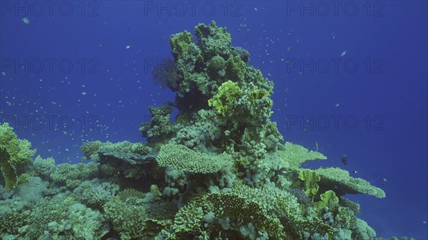 Beautiful tropical coral reef in coral garden in blue deep sea colorful fish swims around reefs