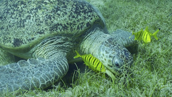 Great Green Sea Turtle