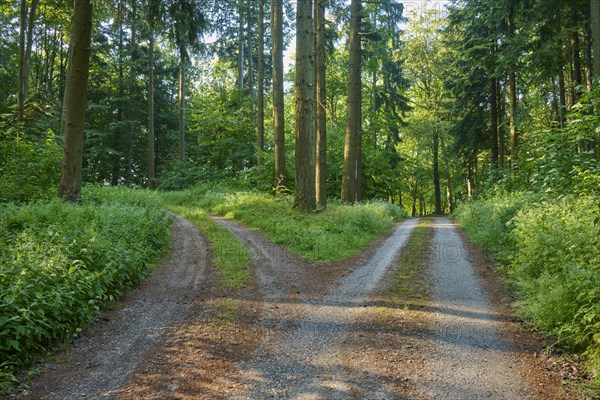 Fork in the road