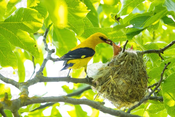 Eurasian golden oriole